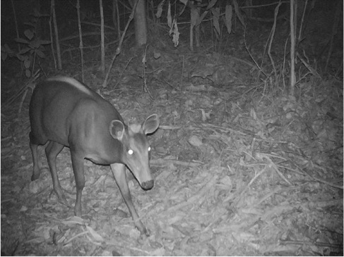 Les Céphalophes à dos jaune : une des autres espèces, dont la présence est avérée dans la forêt d’Okouma