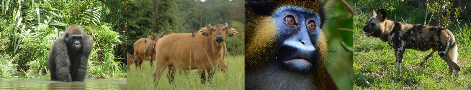 Fondation Lékédi Biodiversité Eramet/Comilog - Photos de primates, buffles et lycaons au parc de la Lékédi (Gabon)