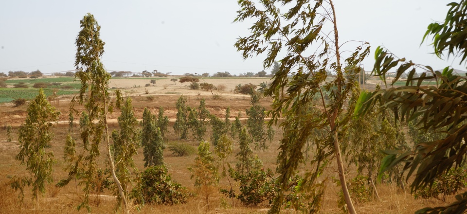 Une parcelle revégétalisée cinq ans après le passage de la drague opérée par GCO, filiale du groupe Eramet au Sénégal