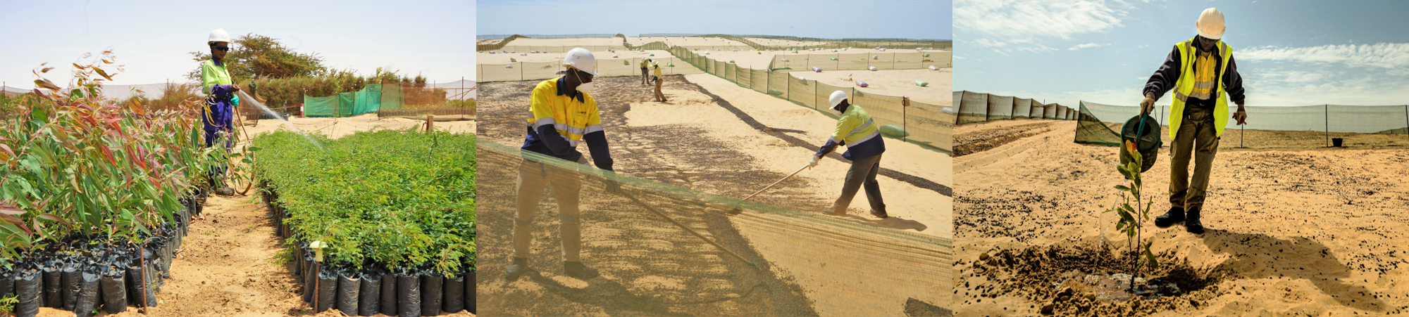 Photos de revégétalisation par GCO, filiale du groupe Eramet au Sénégal