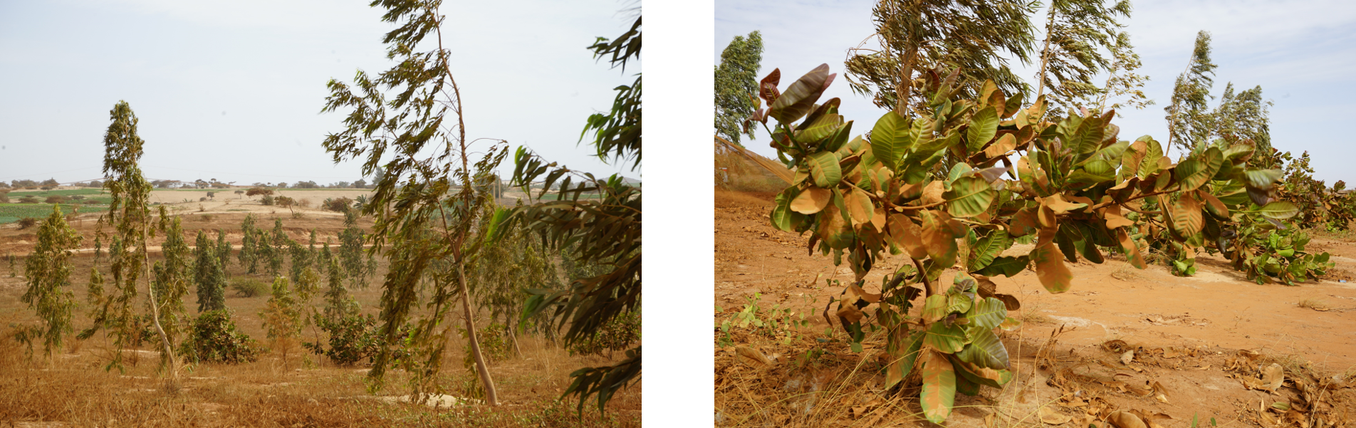 Photos de végétaux plantés par GCO, filiale du groupe Eramet au Sénégal, dans le cadre de ses actions de revégétalisation