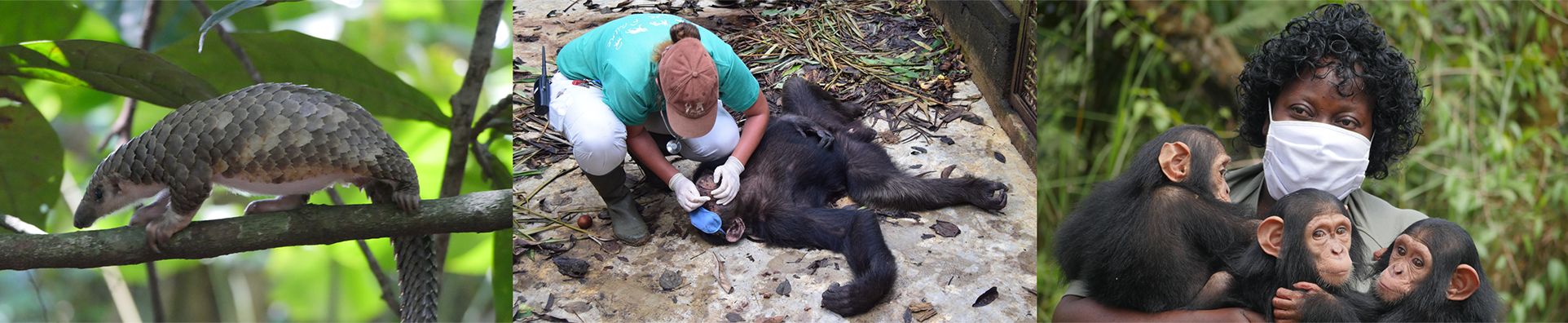 un pangolín gigante y chimpancés cuidados por veterinarios en el centro de rehabilitación