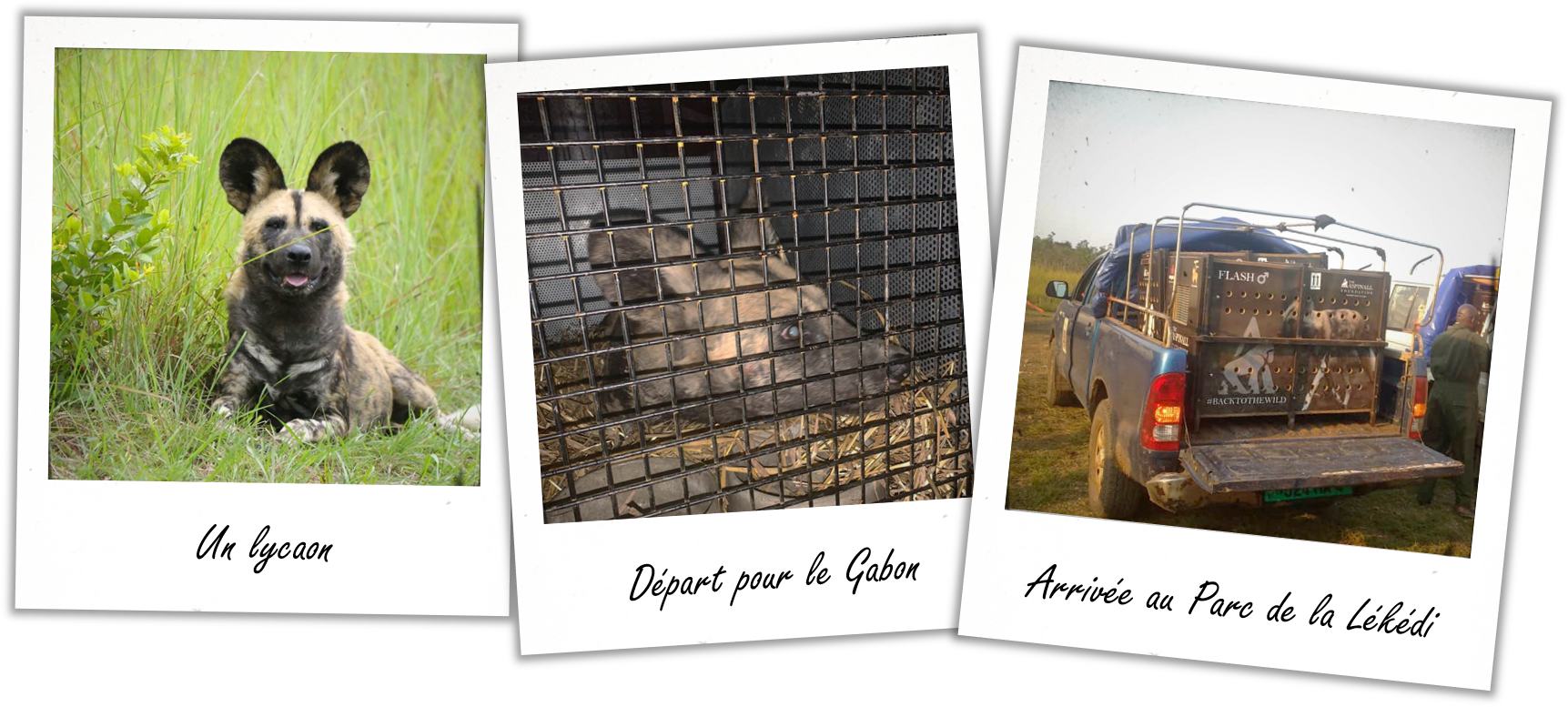 Photographies de lycaons